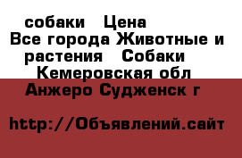 собаки › Цена ­ 2 500 - Все города Животные и растения » Собаки   . Кемеровская обл.,Анжеро-Судженск г.